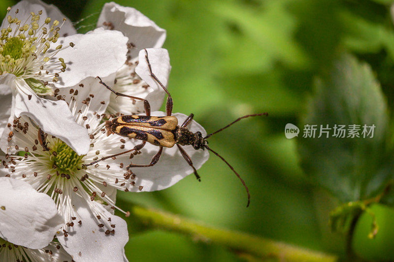 Flower longhorn, (Evodinus monticola), Longicorne jaune, coléoptère, (Coleoptera) monticola, Cerambycidae.